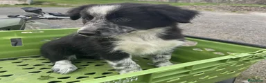 Border Collie 3