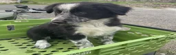 Border Collie dogs for sale: Border Collie Pups in Caersws - Advert 6