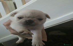 Pug dogs for sale: Full breed pugs pups 5 male 1 female  - Advert 8