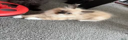 Mixed Breed cats for sale: kittens ready to be loved  - Advert 2