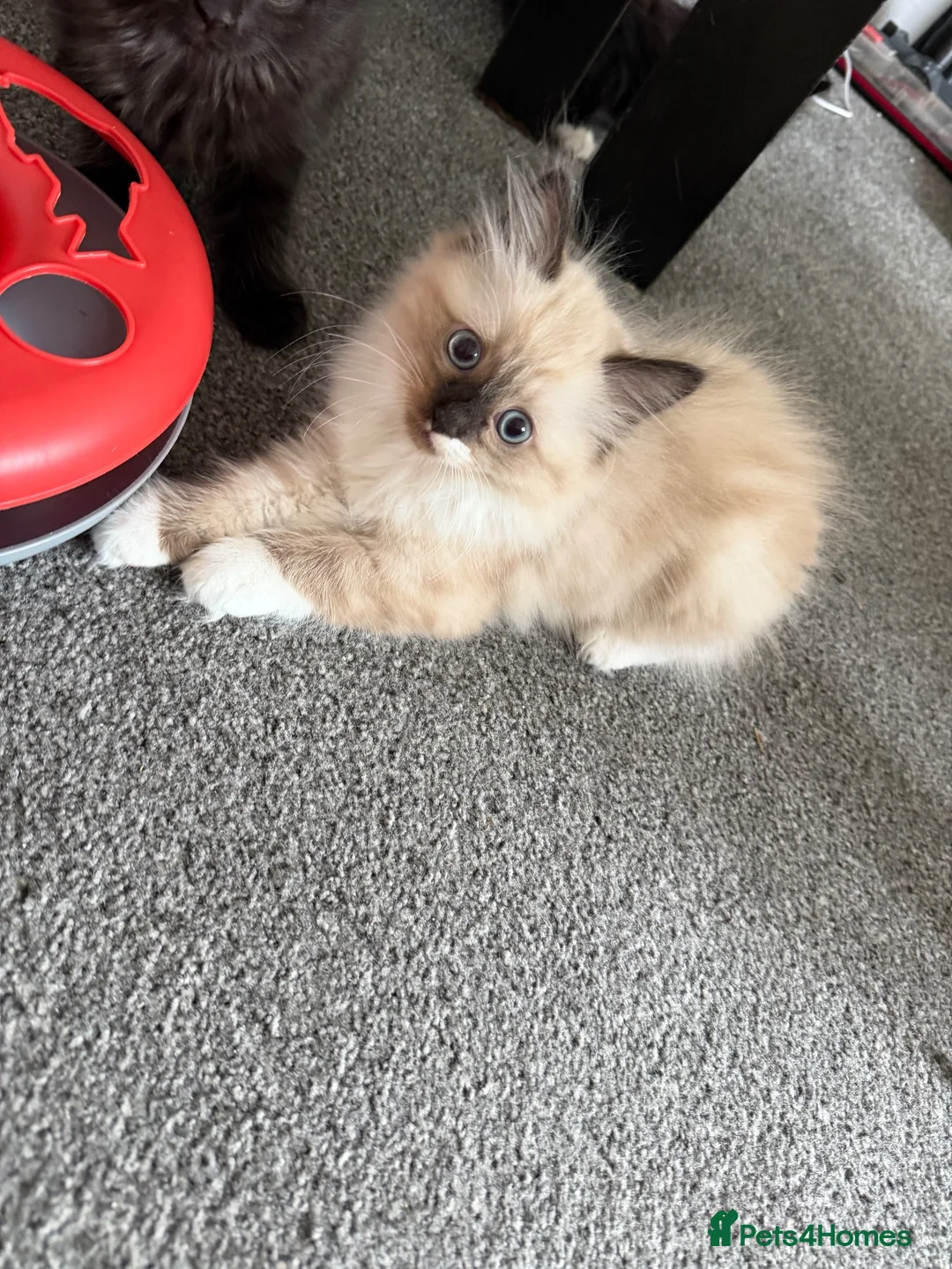 Mixed Breed cats for sale: kittens ready to be loved  - Advert 2
