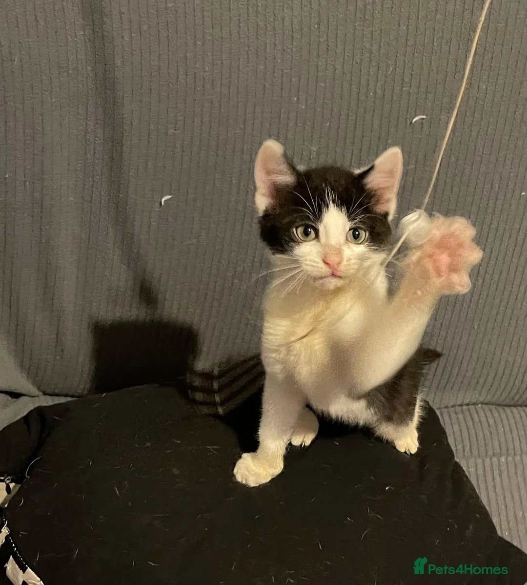 Mixed Breed cats for sale: Kittens for sale Walsall  - Advert 2