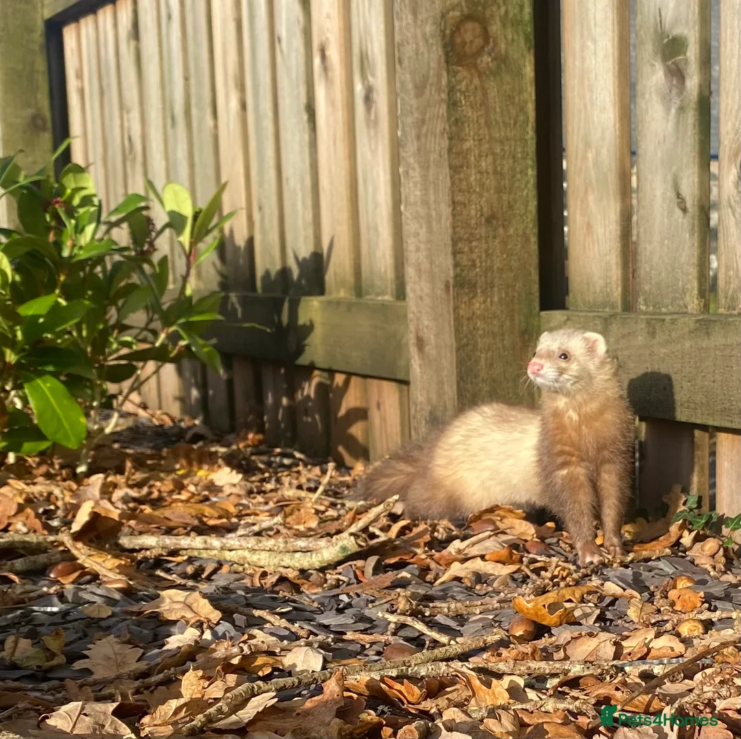 Ferret rodents for sale: Ferret for sale  - Advert 1