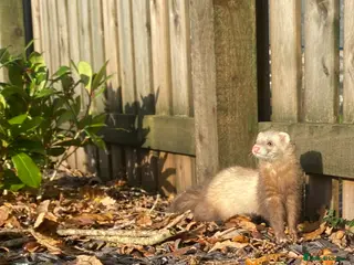Ferret rodents Ferret for sale - Advert 8