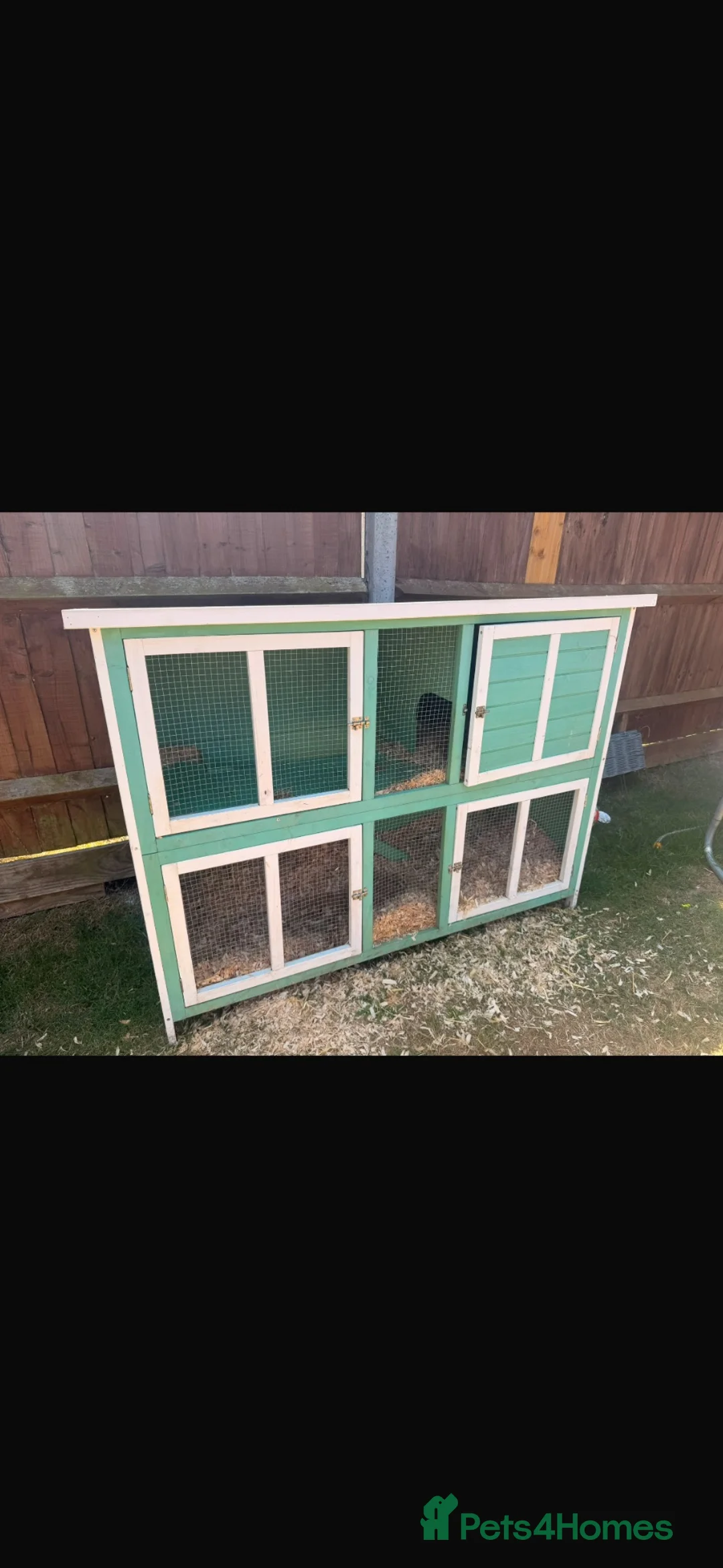 Rex rabbits for sale: Beautiful male Rex rabbit 9 months old  - Advert 4