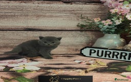 British Shorthair cats for sale: GCCF Registered chunky British Shorthair Kittens - Image 6