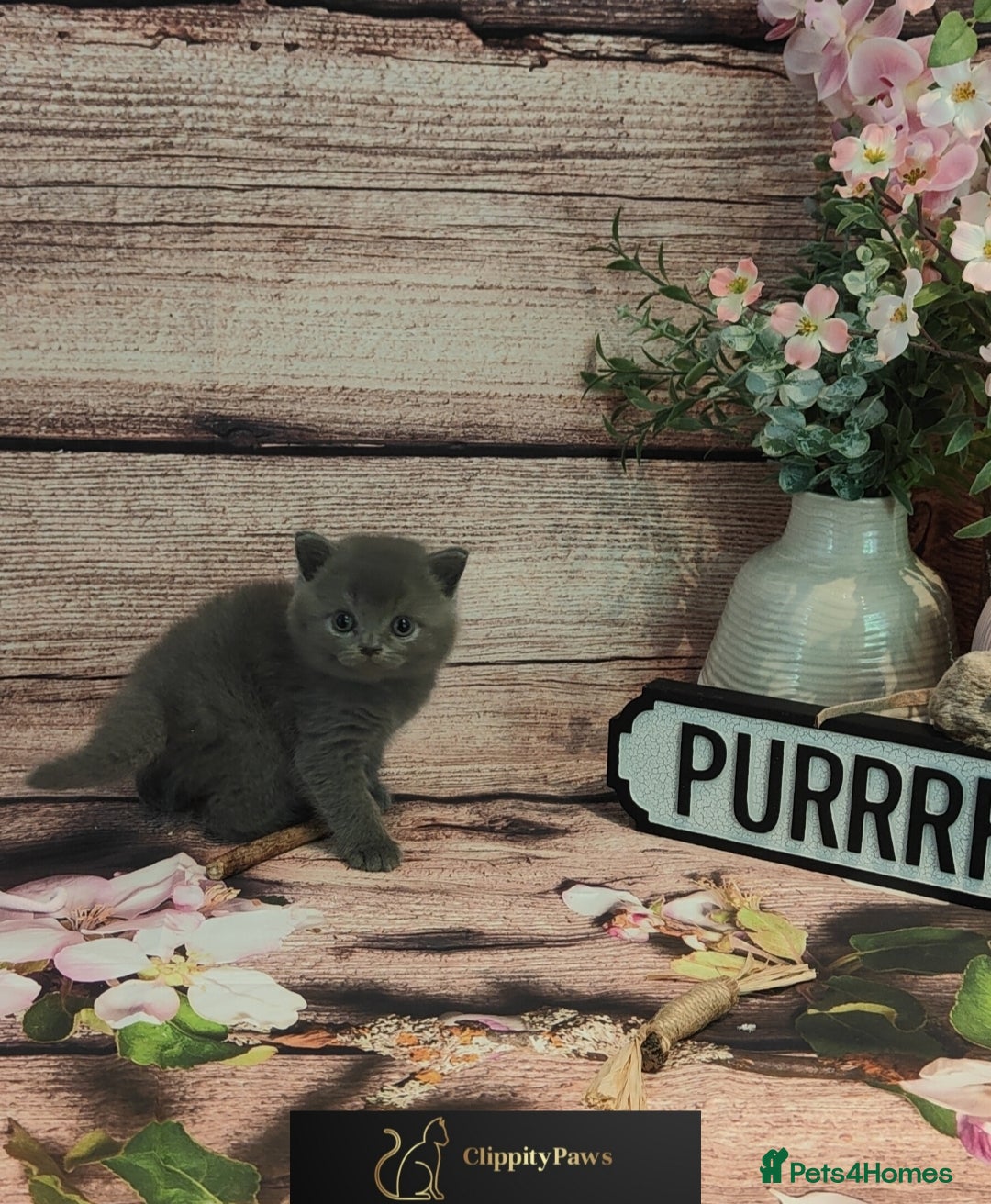 British Shorthair cats for sale: GCCF Registered chunky British Shorthair Kittens - Image 6