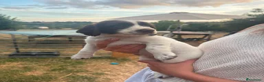 English Springer Spaniel 6