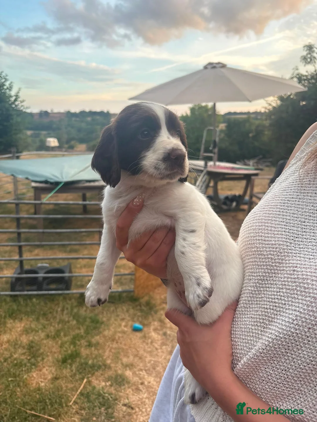 English Springer Spaniel dogs for sale: ENGLISH SPRINGER SPANIEL PUPPIES - Advert 11
