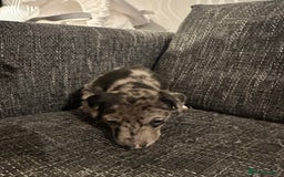 Mixed Breed dogs for sale: Bull X Lurchers - Working Lines - Image 7