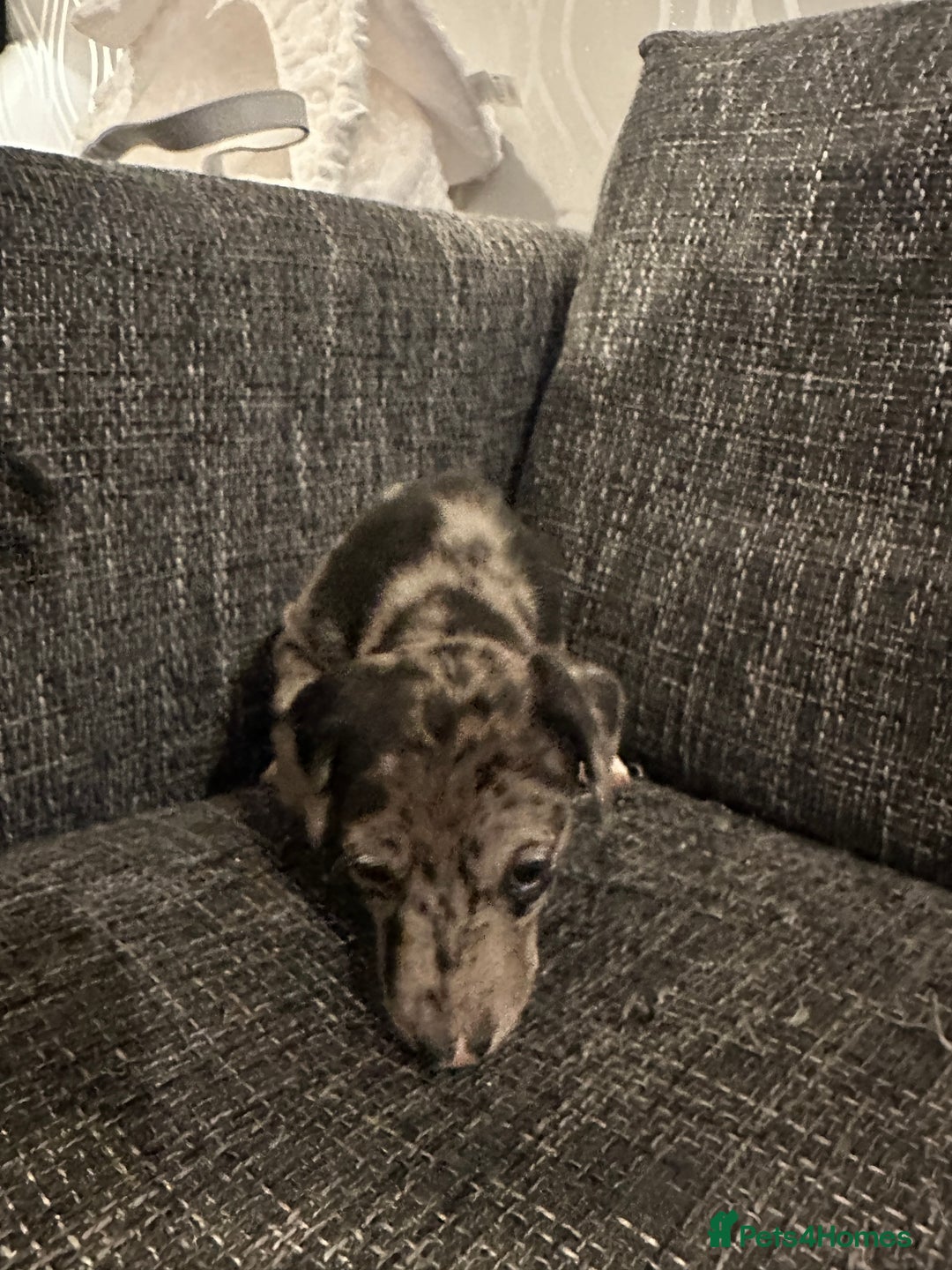 Mixed Breed dogs for sale: Bull X Lurchers - Working Lines - Image 7