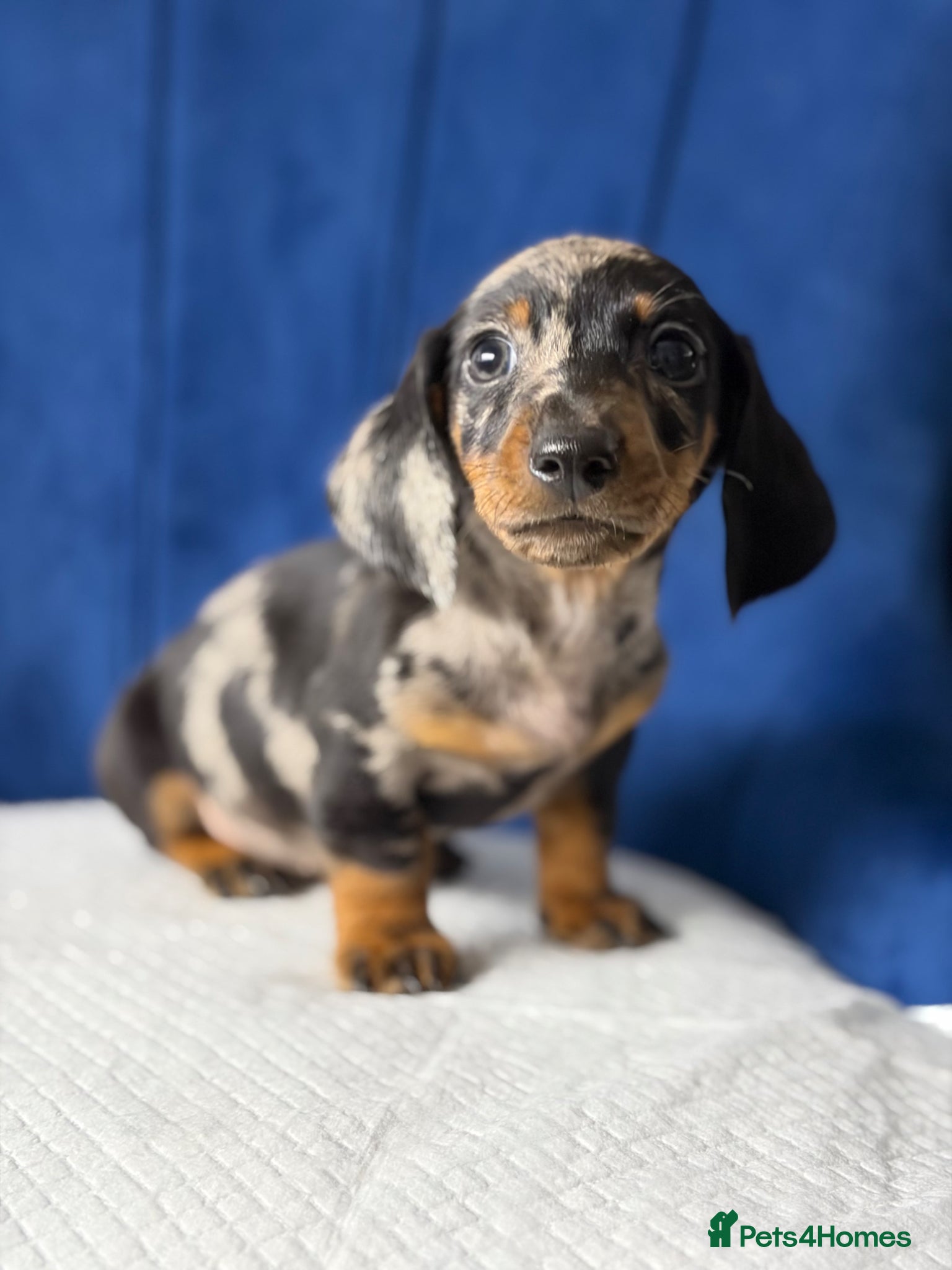 Miniature Dachshund dogs Miniature Dachshunds  - Advert 16