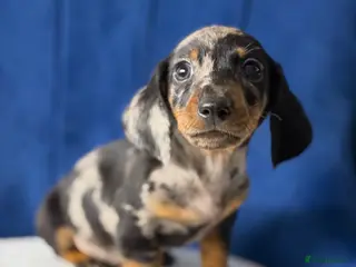 Miniature Dachshund dogs Miniature Dachshunds - Advert 16