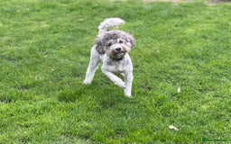 Toy Poodle dogs for sale: Silver Phantom Boy - Image 3