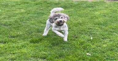 Toy Poodle dogs - Advert 12
