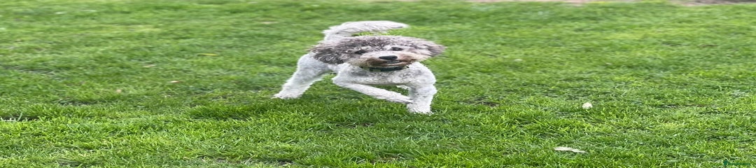 Toy Poodle Puppy 1