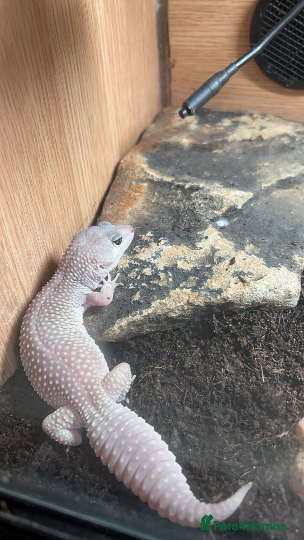 Leopard Gecko reptiles White Blizzard female leopard gecko 4 years old - Advert 1