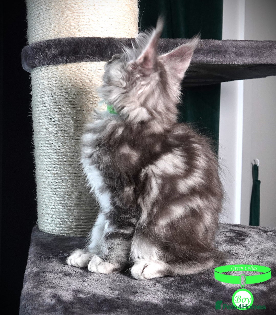 Maine Coon cats for sale: STUNNING XL PEDIGREE MAINE COON KITTENS - Image 7