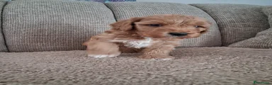 Australian Labradoodle Pink