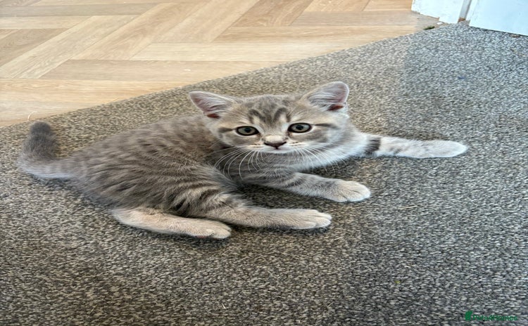 British Shorthair cats in Okehampton - Advert 11