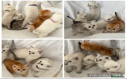 British Shorthair cats for sale: Gold and silver shaded GCCF kittens - Image 18