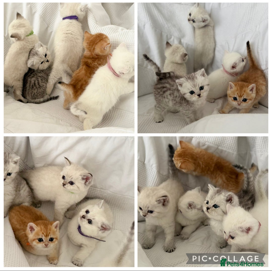 British Shorthair cats for sale: Gold and silver shaded GCCF kittens - Image 18