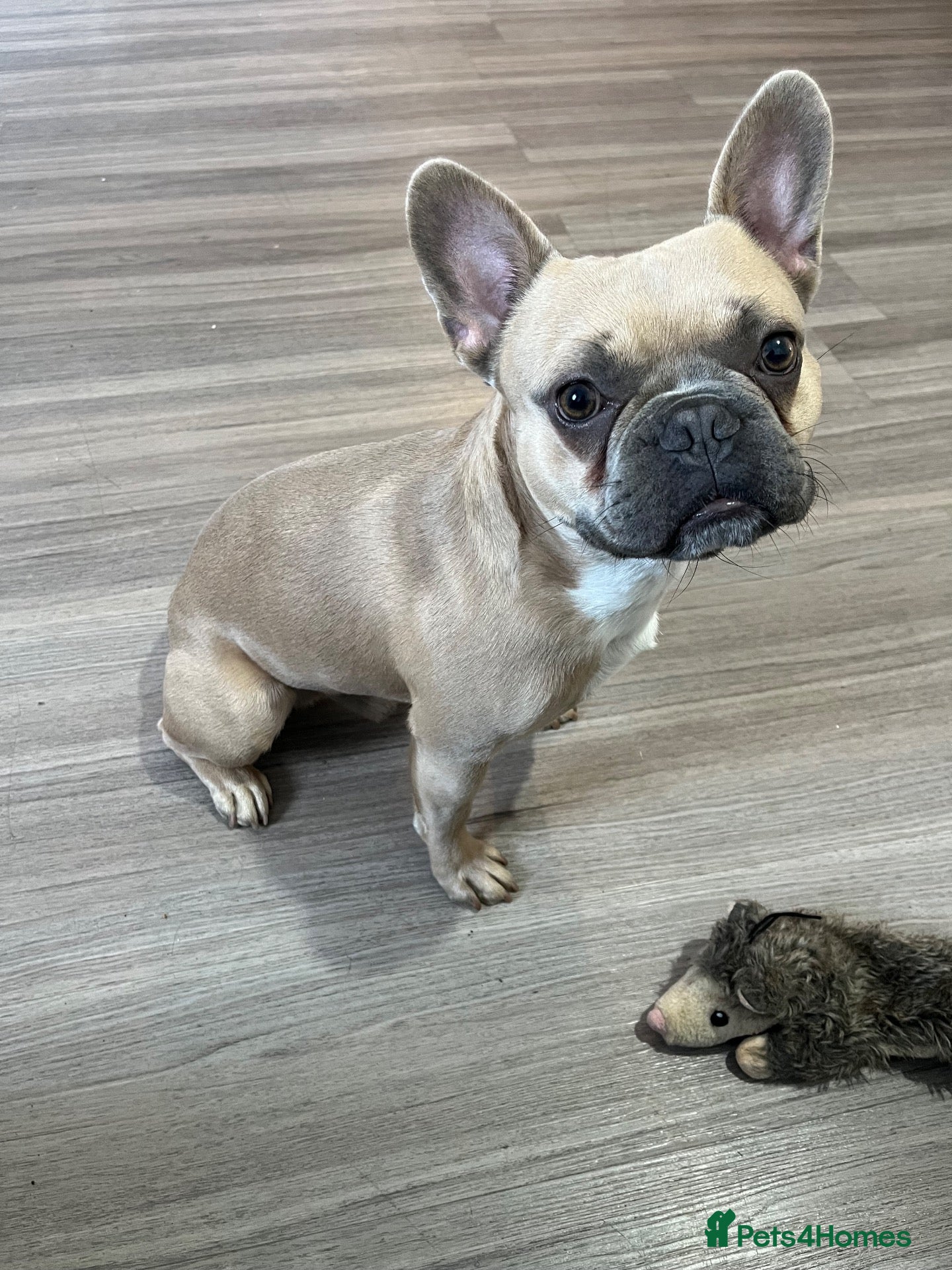 French Bulldog dogs Kenzo Frenchbulldog  - Advert 4
