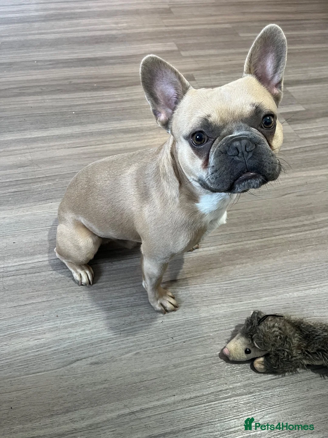 French Bulldog dogs for sale: Kenzo Frenchbulldog  in Feltham - Advert 1