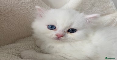 Persian cats - Advert 7
