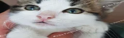 Mixed Breed cats for sale: Beautiful male kitten – ready for a new home. - Advert 7