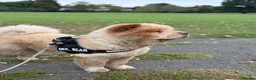 Chow Chow dogs for stud: Brilliant Chow Chow for stud - Advert 3