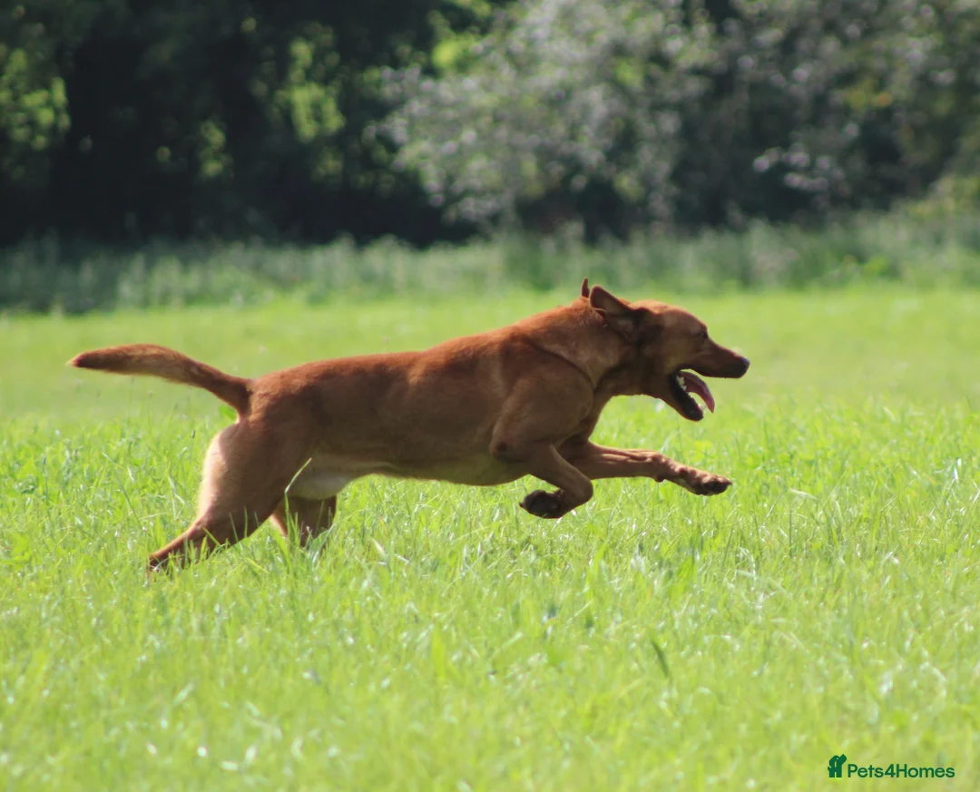 Labrador Retriever dogs for stud: Extensively Health Tested Fox Red Labrador Stud in Totnes - Advert 5