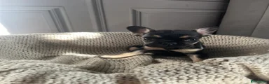French Bulldog 2