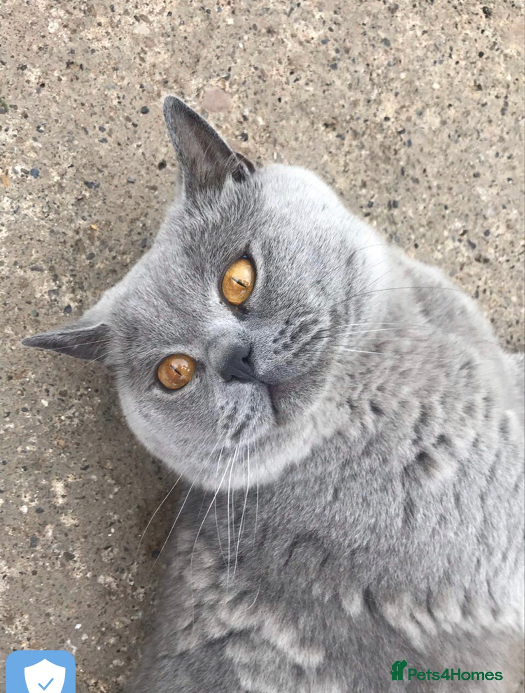 British Shorthair cats for stud: ⭐️ BLUE STUD GCCF AND TICA MIDLANDS ⭐️ in Derby - Advert 12