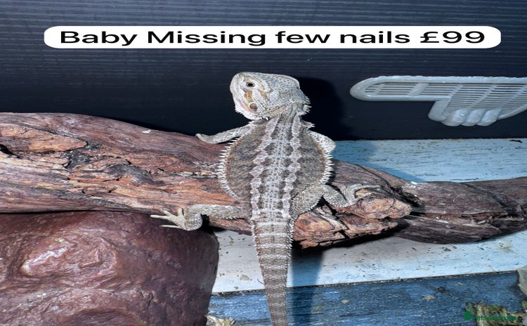 Bearded Dragon reptiles - Advert 16