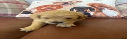 Golden Retriever dogs for sale: Beautiful KC Reg Golden Retriever puppies!!  - Advert 31