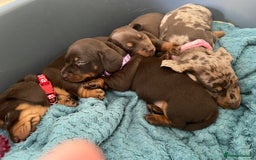 Miniature Dachshund dogs for sale: Miniature Dachshunds - Image 15