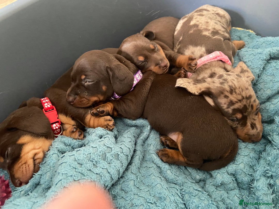 Miniature Dachshund dogs for sale: Miniature Dachshunds - Image 15