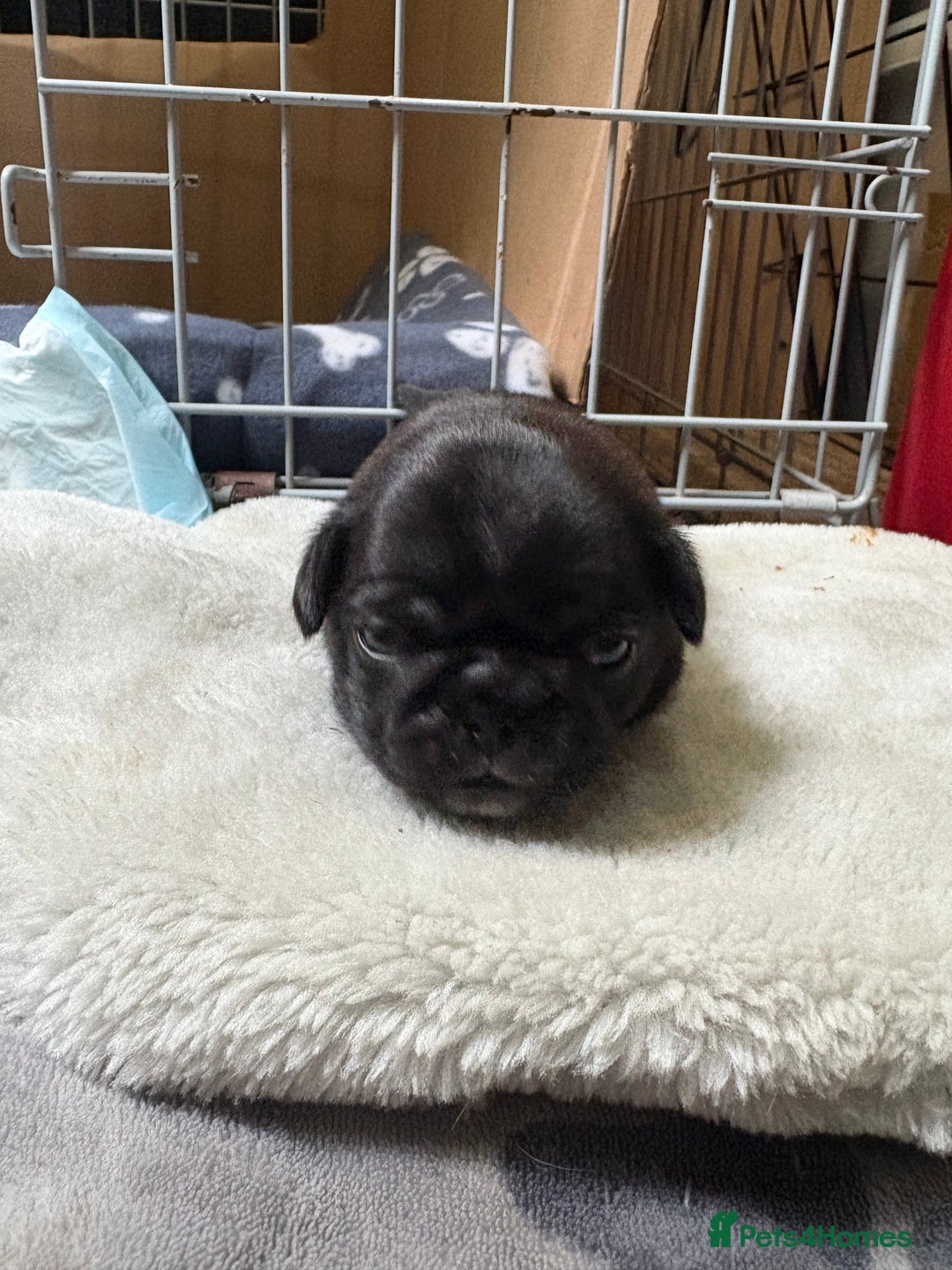 Pug dogs for sale: 3 Pure Breed Pug Puppies looking for forever homes - Image 7