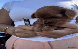 Cavapoo dogs for sale: Beautiful Tiny Cavapoos  - Image 8