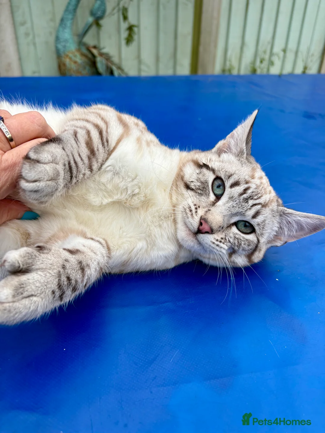 Savannah cats for sale: Breath taking wild looking girl  - Advert 10