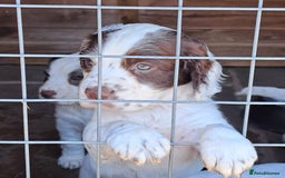 Cocker Spaniel dogs for sale: Working Cocker Spaniel Puppies  - Image 15