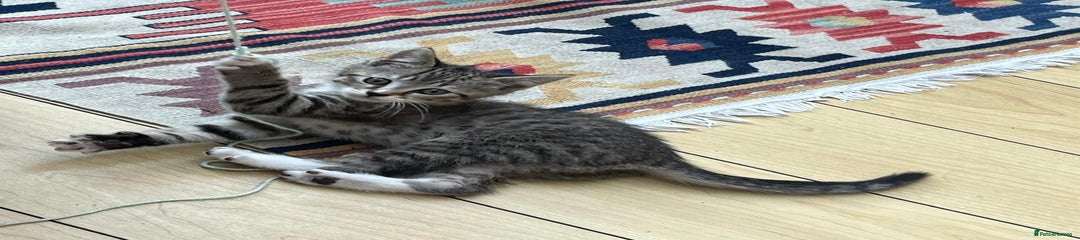 Stripy