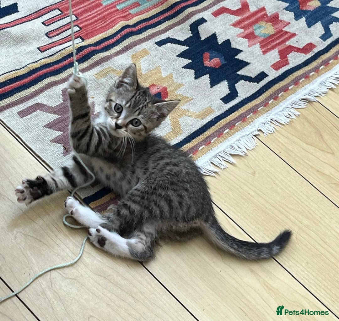Mixed Breed cats for sale: Tuxy & Stripy - two gorgeous boys for sale - Image 11