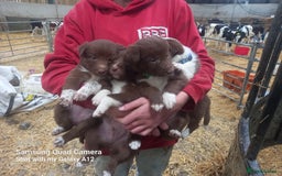 Border Collie dogs for sale: Border collie puppies  - Image 5