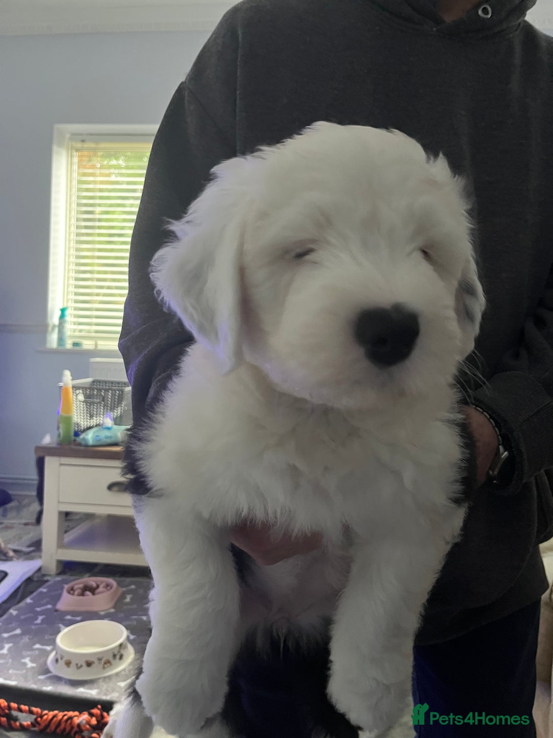 Old English Sheepdog dogs for sale: Old English Sheepdog Puppies - Advert 6