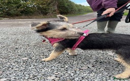 Mixed Breed dogs for adoption: Missy – LITTLE body, BIG personality - Image 3