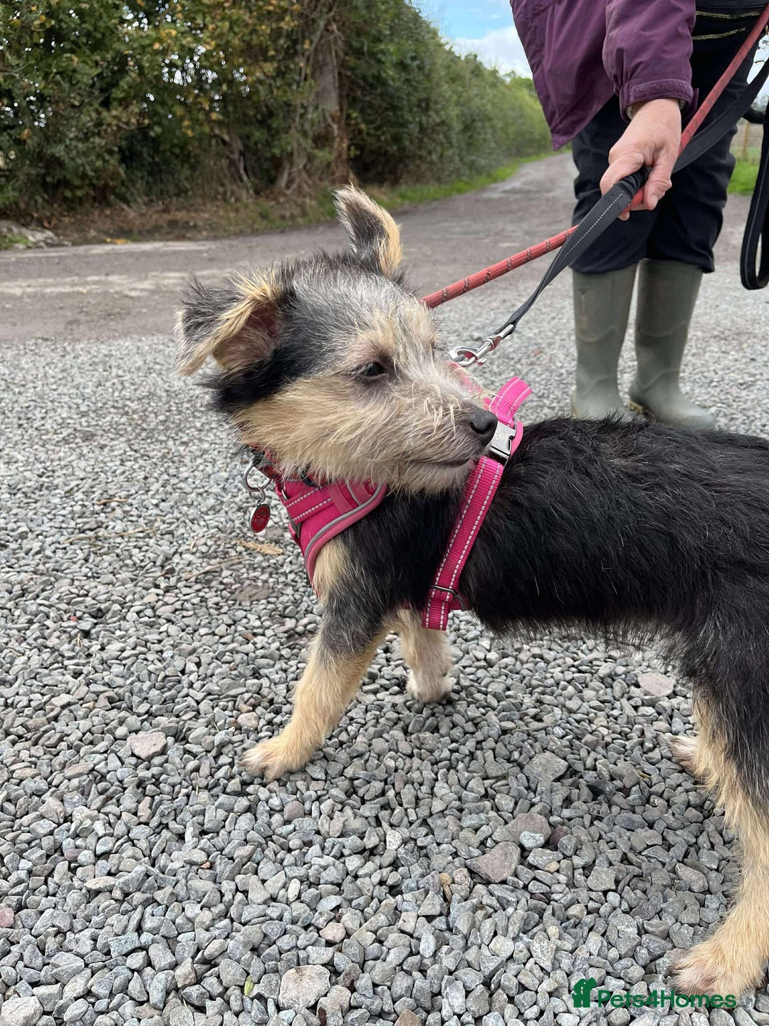 Mixed Breed dogs for adoption: Missy – LITTLE body, BIG personality - Image 3