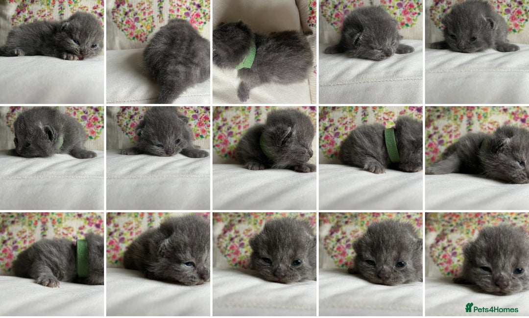 British Shorthair cats for sale: One male and one female remain - Advert 2