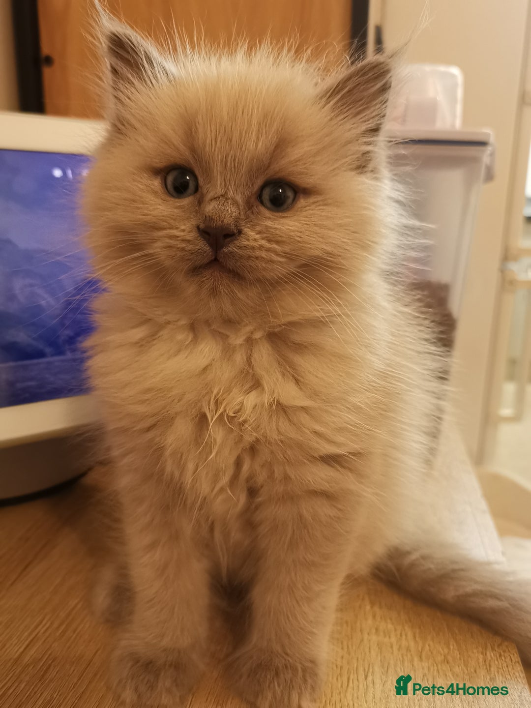 Ragdoll cats for sale: Stunning TICA Ragdoll Kittens - Mink, Sepia,  - Advert 4